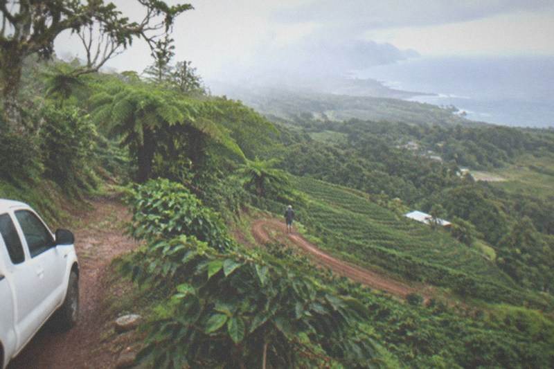 Cloud Forest, Coffee and Turtles