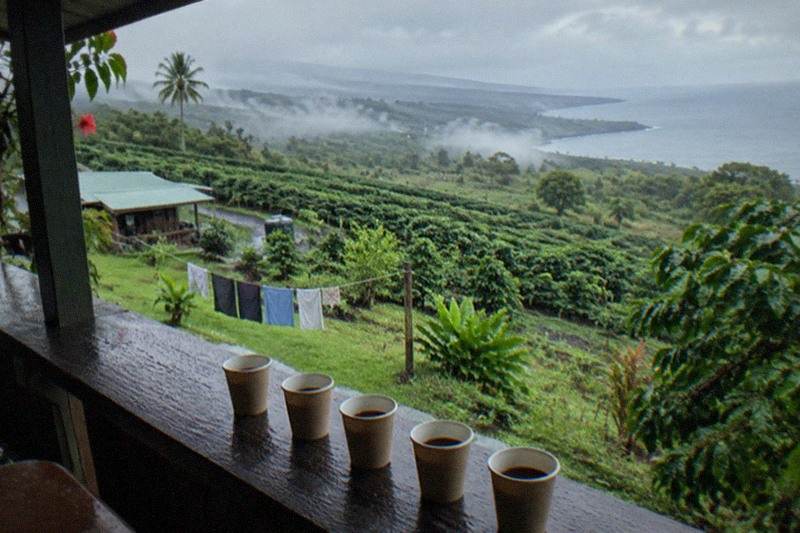 Heavenly Hawaiian Coffee Farm Tour & Tasting