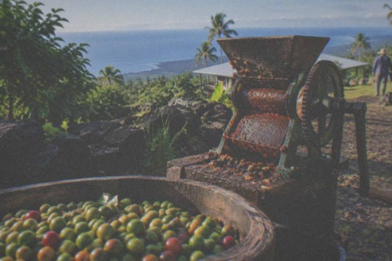Kona Earth Crop-to-Cup Private Group Tour