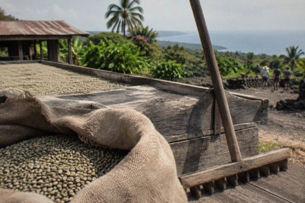 A burlap sack of green Kona coffee beans on a wooden drying deck beside a wooden rake