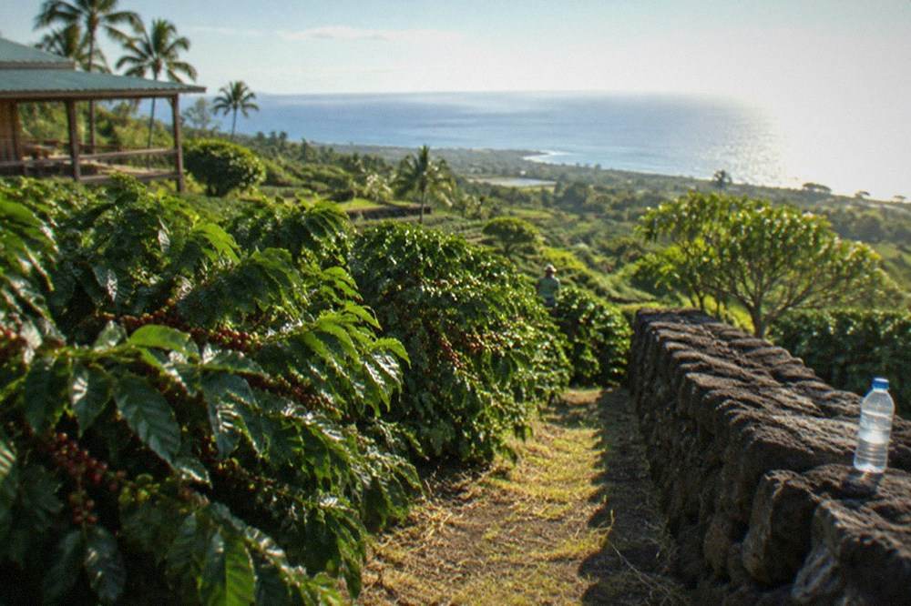 Rows of coffee trees on a terraced Kona hillside with an ocean view in the distance