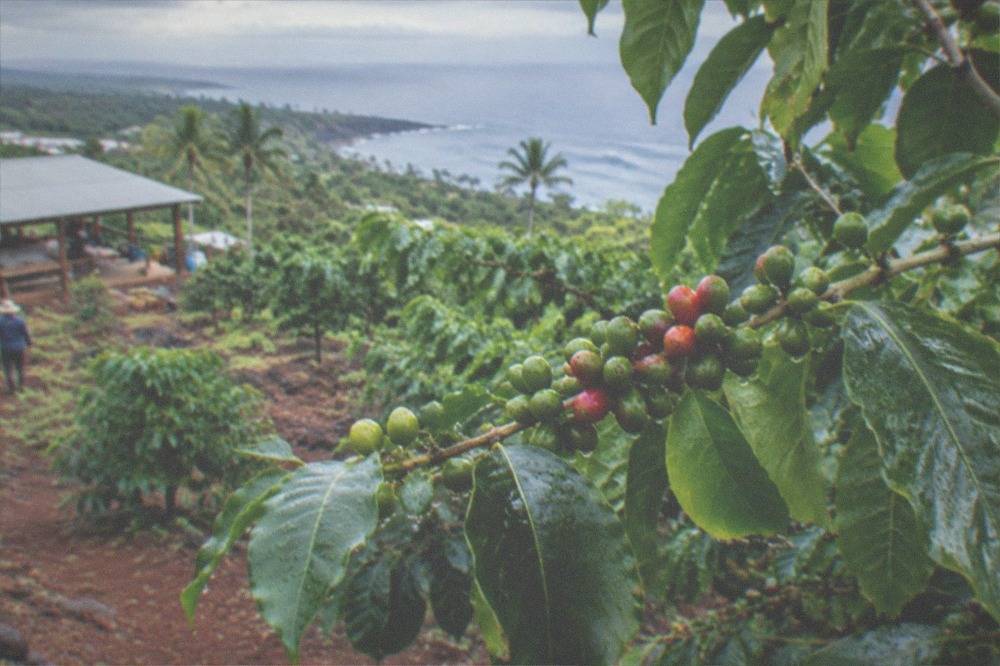Coffee cherries at different ripeness stages clustered on a Kona coffee branch