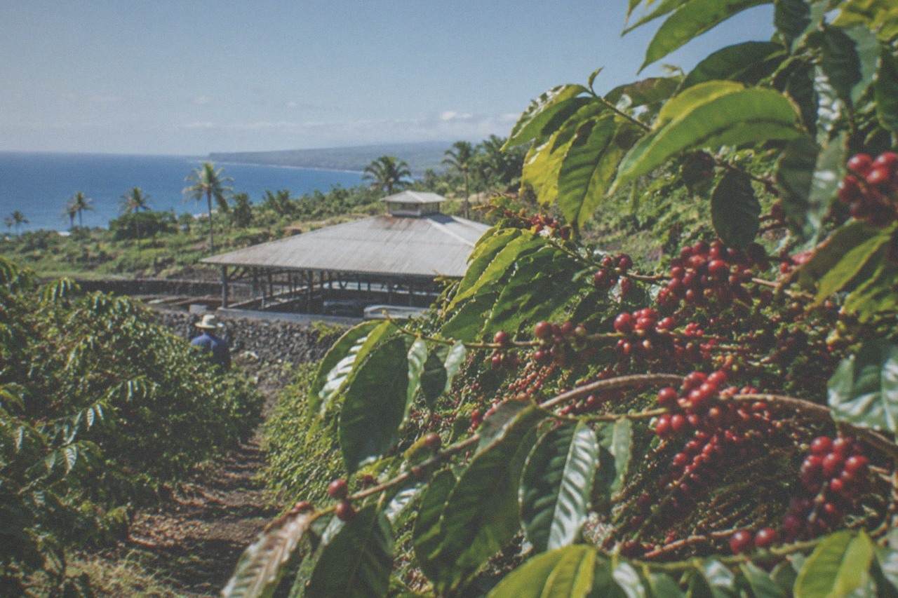 Red coffee cherries ripening on branches of a Kona coffee tree on a sunny farm hillside