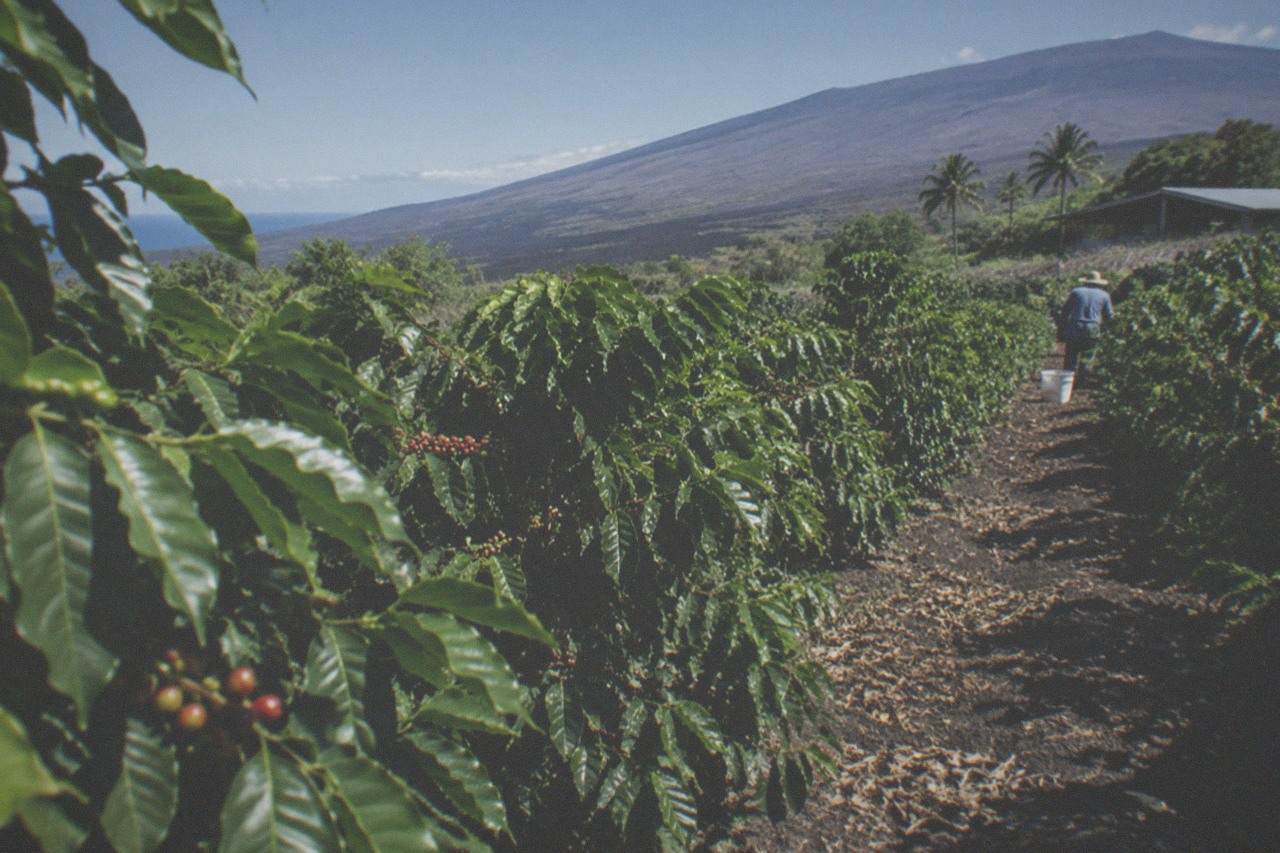 Coffee trees in rows on a Kona hillside with volcanic slopes behind them
