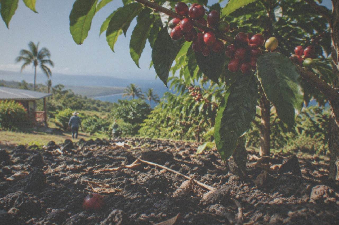 Red coffee cherries ripening on a branch above dark volcanic soil on a Kona hillside
