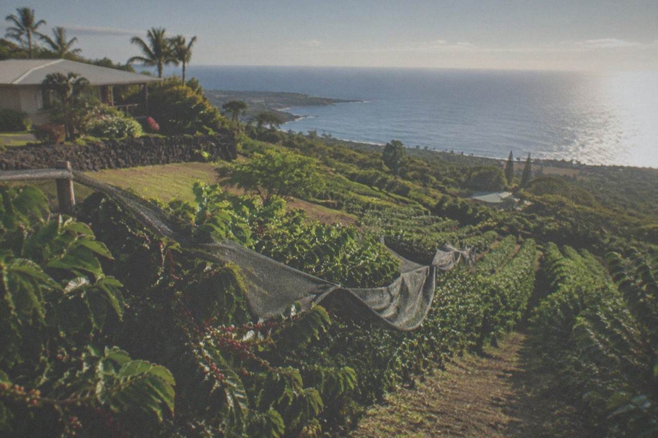Rows of coffee trees on a terraced hillside above the Kona coast