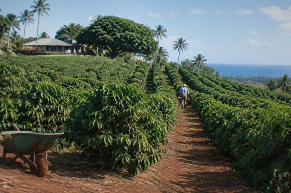 Coffee trees in neat rows on a green Hawaiian hillside under a bright morning sky