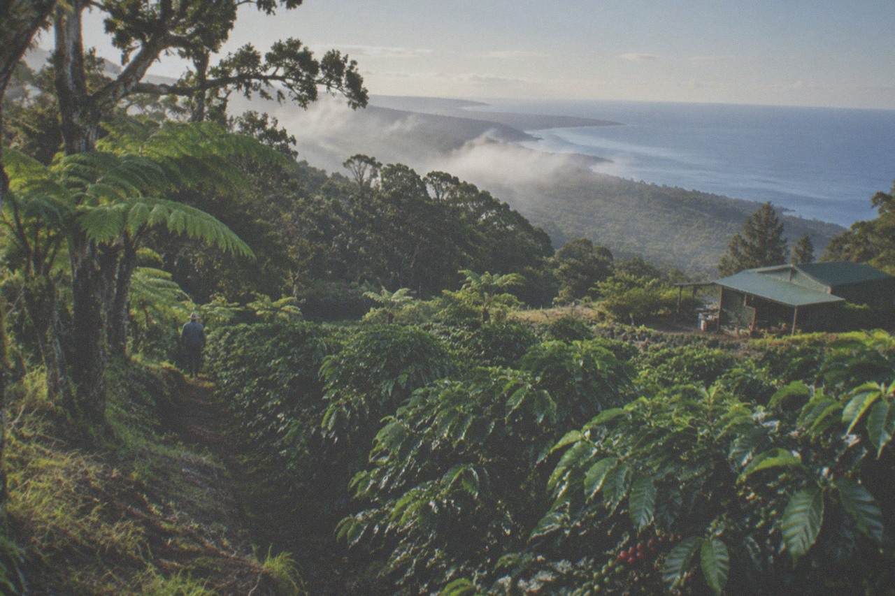 Rows of coffee trees on a sunny Hawaiian hillside with volcanic slopes in the distance