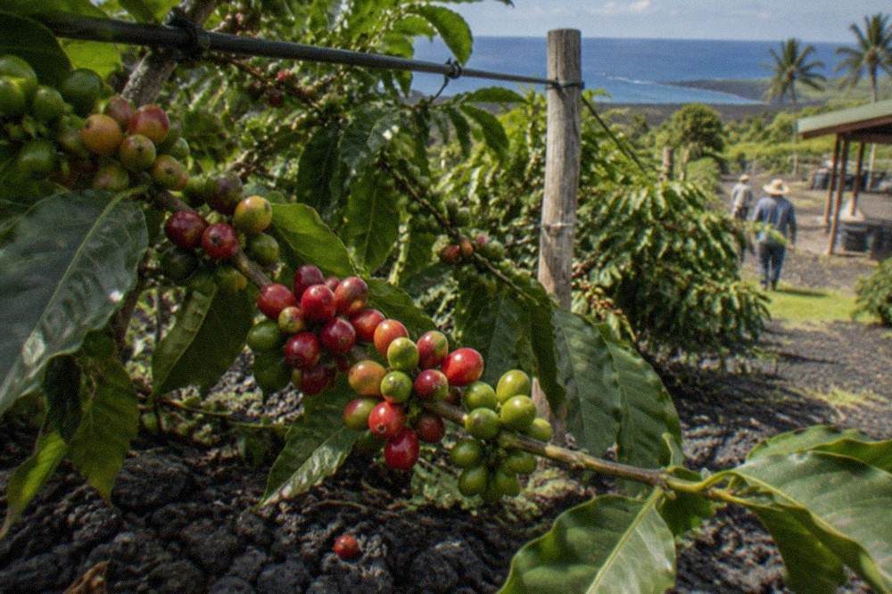 Coffee cherries ripening red on branches in a Kona field