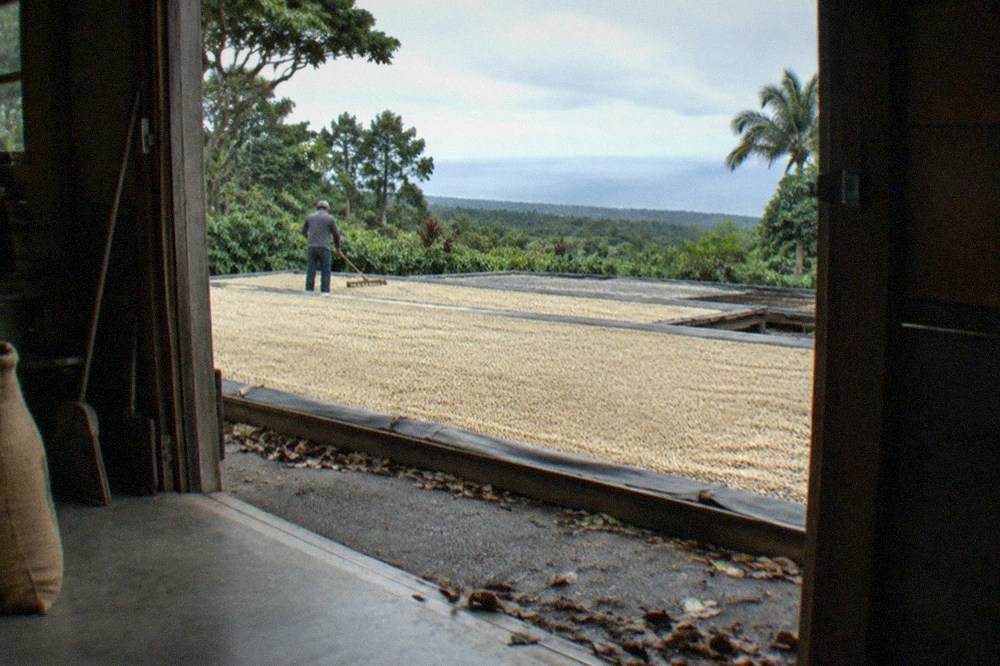 A coffee drying deck with beans spread in the sun beside a mill building