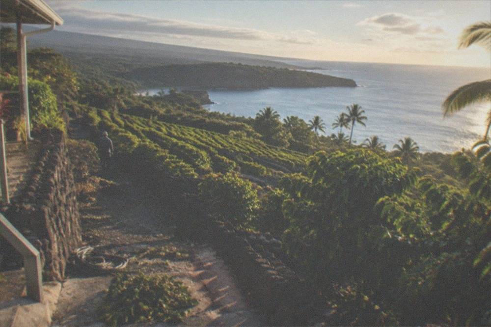 A view down a Kona coffee slope toward the ocean in late afternoon light