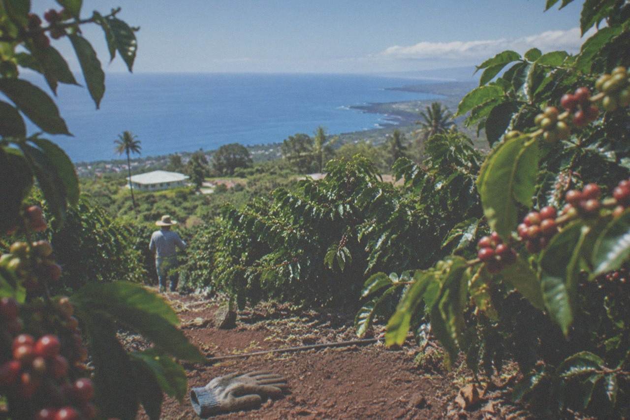 Rows of coffee trees on a Kona hillside above the ocean on a bright morning