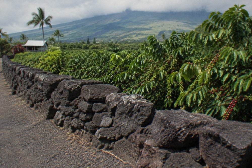 Coffee trees in rows on a dark volcanic hillside with clouds resting on the slopes above.