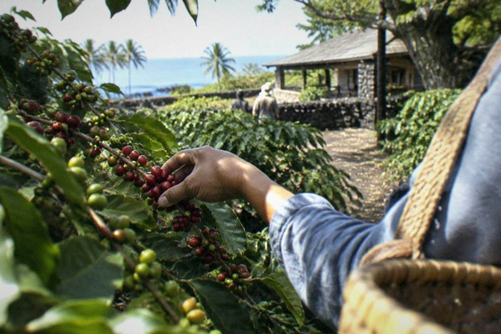 Red ripe coffee cherries held in a picker's hand above a branch of green and red fruit.