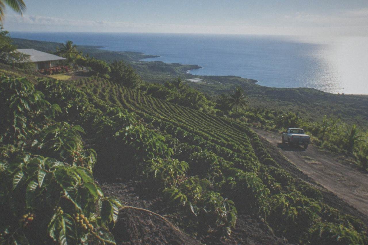 Rows of coffee trees on a terraced hillside above the Kona coast with the ocean in the distance.