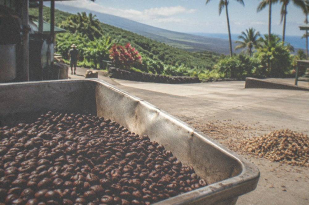 Roasted coffee beans spread on a metal tray after roasting