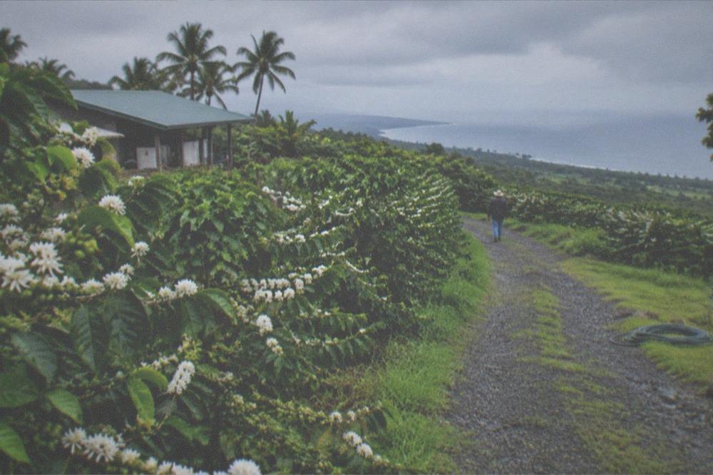 A farm lane winding between coffee rows on a Kona hillside