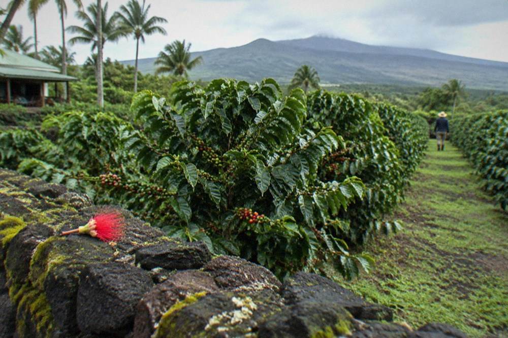 Coffee trees in rows on a Kona plantation with volcanic hills behind