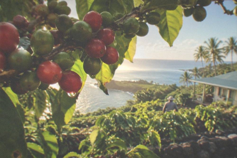 Red coffee cherries ripening on branches in a Kona orchard