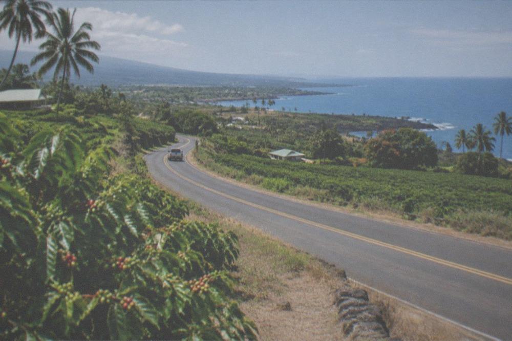 A country highway winding past green coffee farmland on the Kona coast