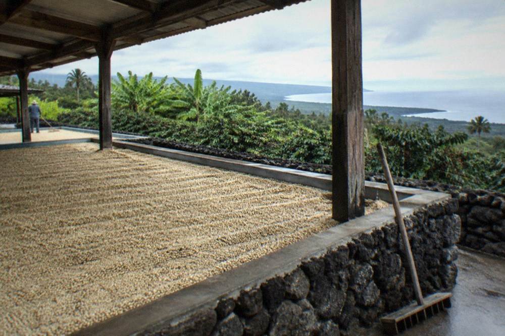 A covered coffee drying deck with beans raked into even rows