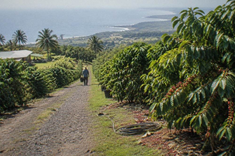 Coffee trees planted in rows on a sloped farm lane with ocean view beyond Holualoa