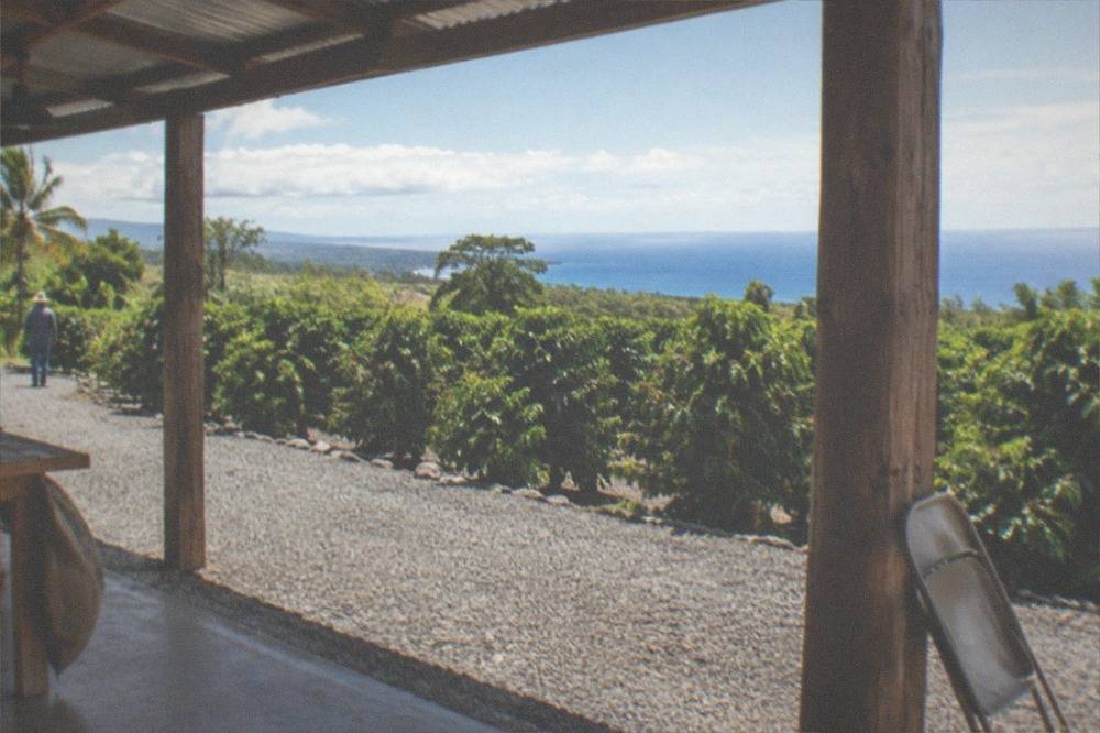 A farm driveway pavilion with orange check-in signs beside coffee trees