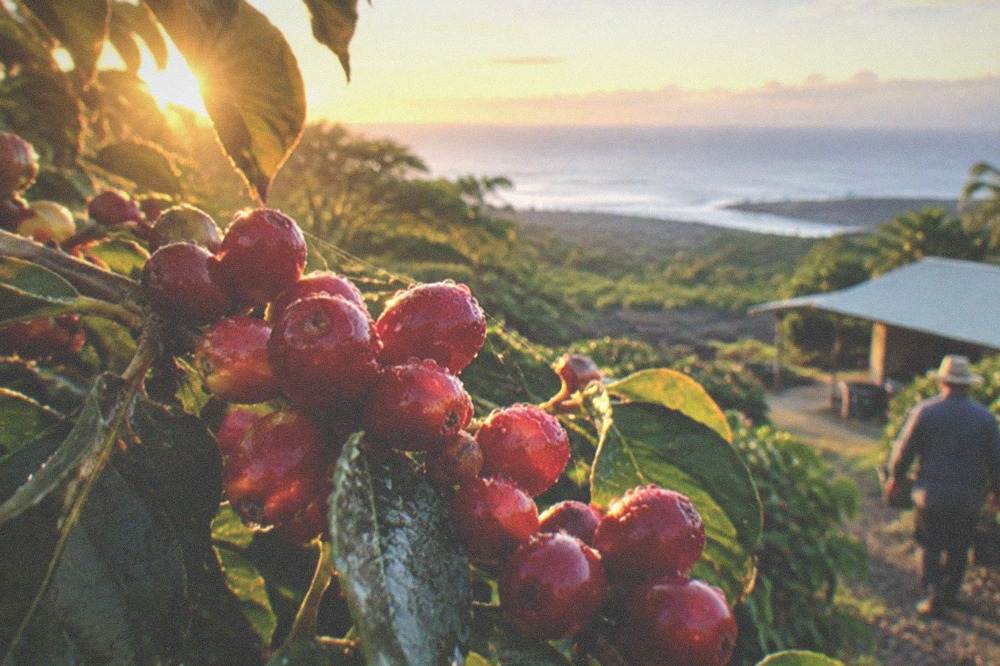 Ripe red coffee cherries clustered on a branch in morning light