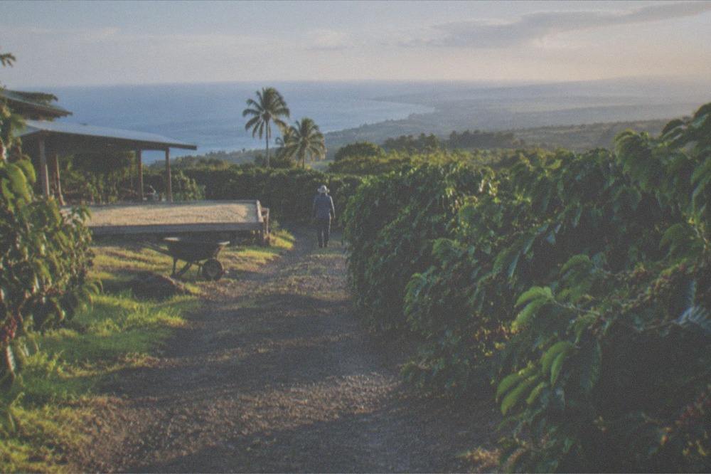 A farm lane between coffee rows with the Holualoa hillside behind