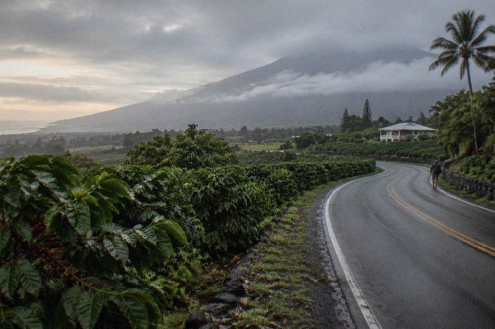 A two-lane road curving through green coffee orchards on a volcanic slope with mist on the ridge above