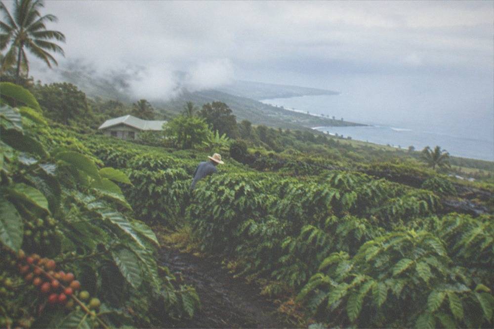 Low clouds drifting over a green coffee orchard on a slope with the ocean visible far below