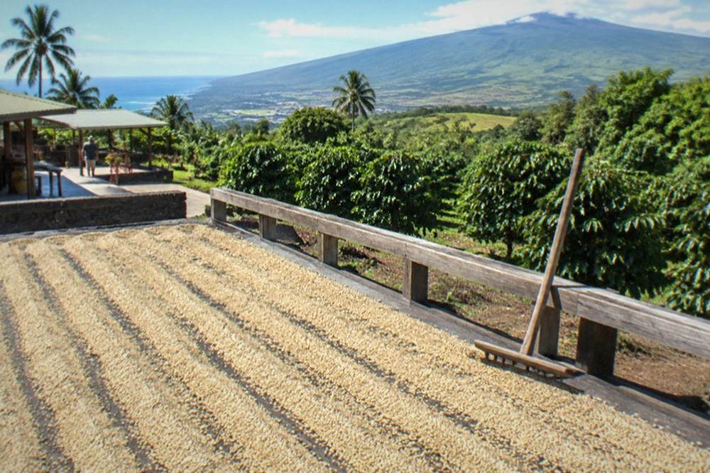 An open-air coffee drying deck with parchment coffee spread in the sun and mountains behind