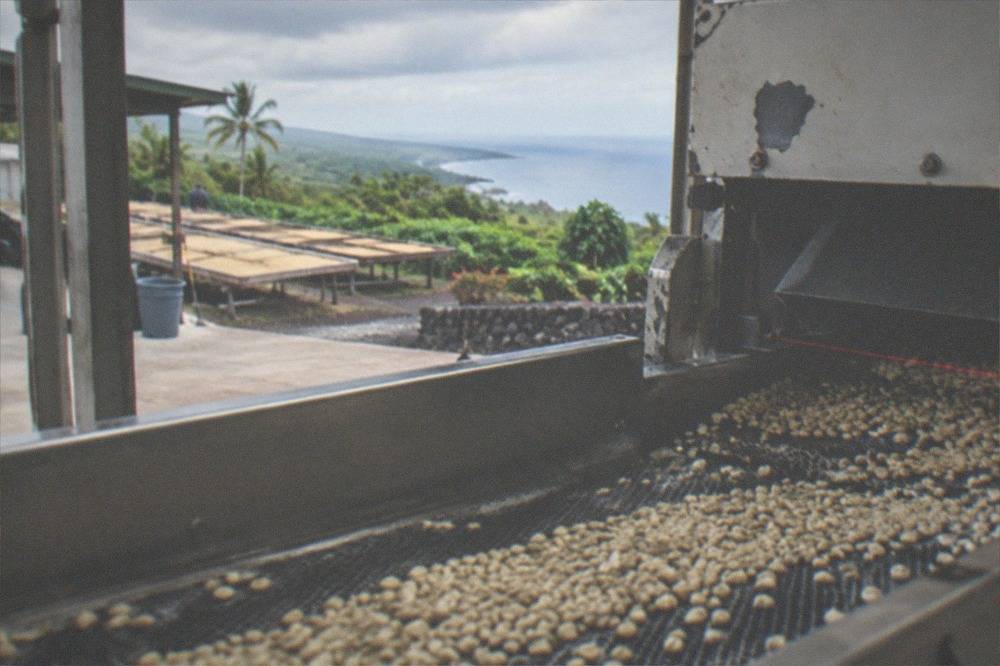 Inside a coffee mill, a sorting machine and parchment beans on a conveyor belt