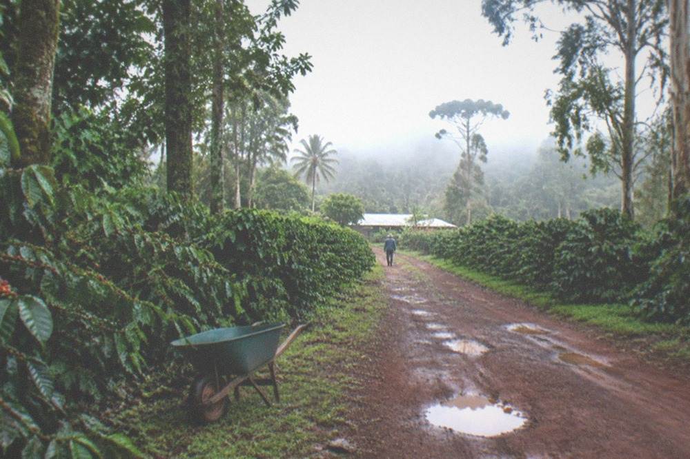A farm road lined with coffee trees and a wooden sign pointing to the mill