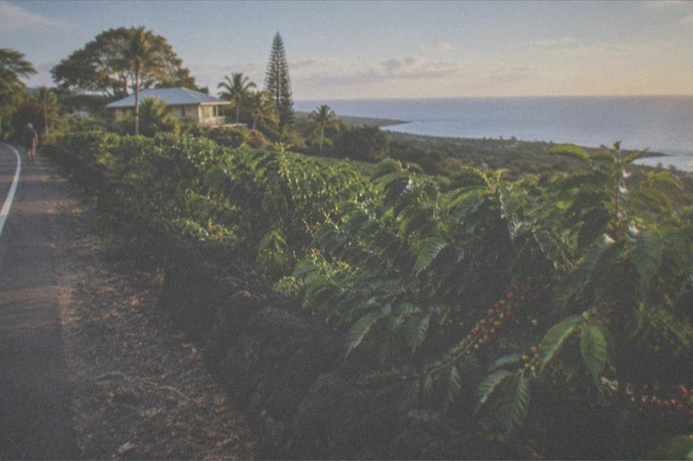 A coffee farm sign near the highway with the ocean beyond the trees