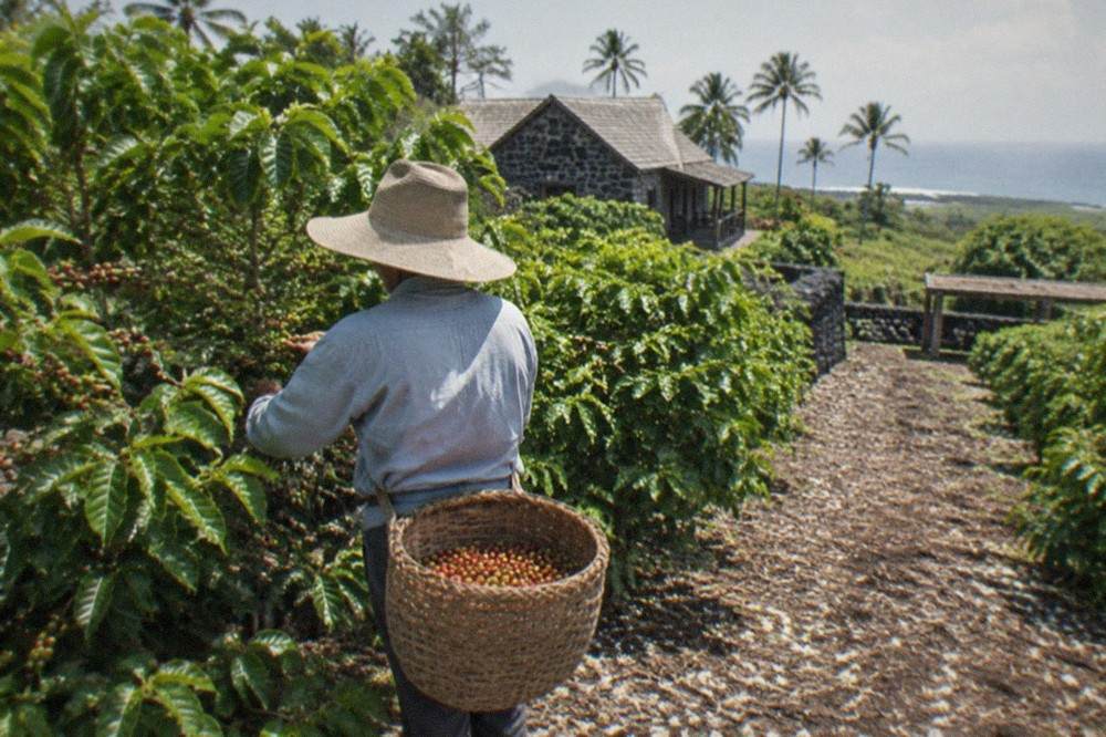 Hands holding a mix of ripe red and unripe green coffee cherries over a picking basket
