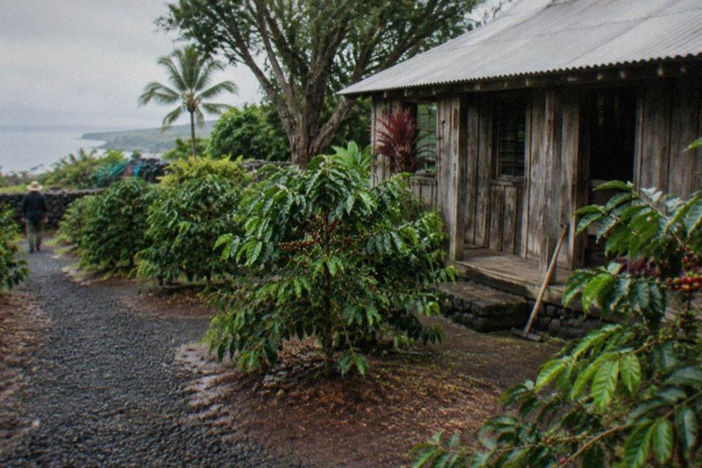 Historic coffee farmhouse with wooden walls and a garden of coffee trees