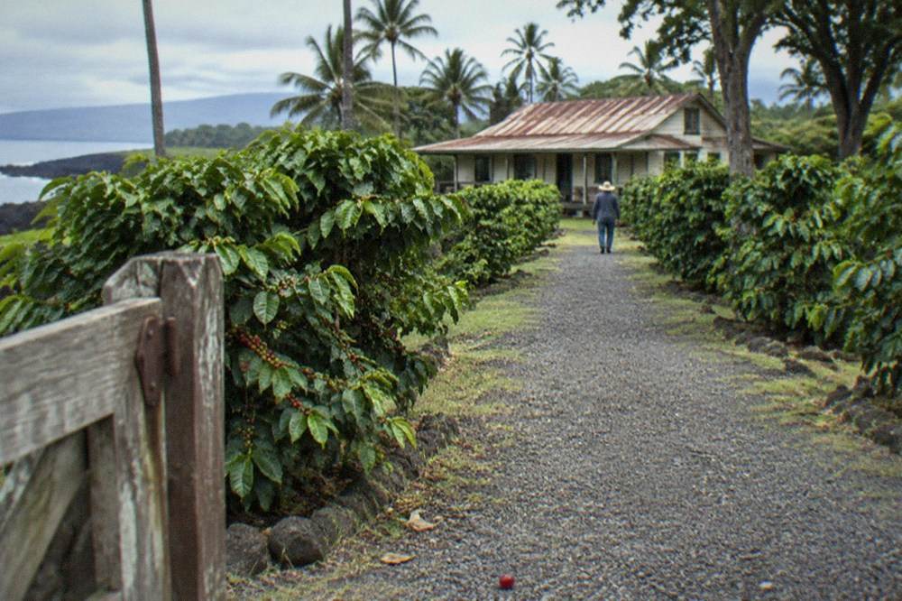 Entrance path to a restored coffee farm with green coffee trees on both sides