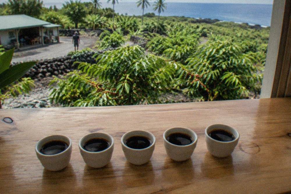 A row of small tasting cups filled with dark coffee on a wooden farm counter