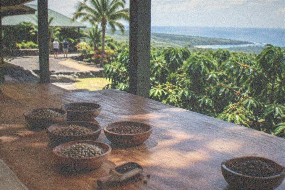 Bowls of roasted Kona coffee beans and a scoop arranged for a tasting session