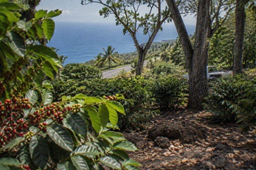 A coffee orchard row on a Kona hillside with the highway visible below through the trees