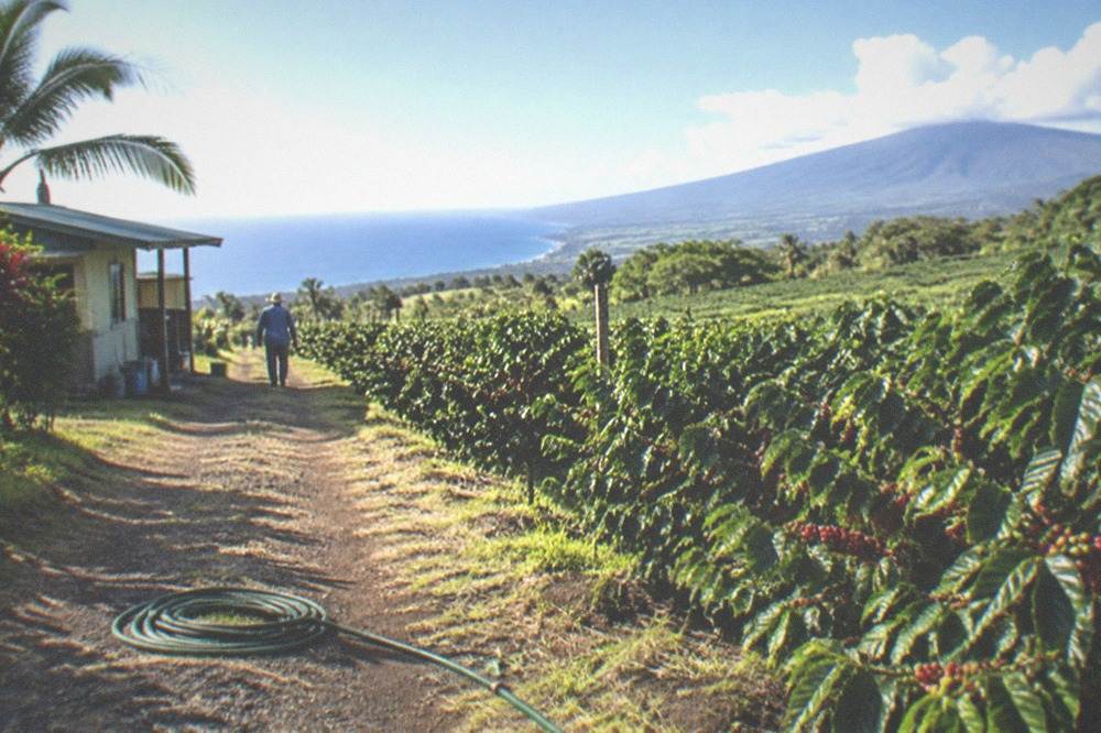 Morning sunlight over coffee tree rows with clouds beginning to build over the mountain slope above